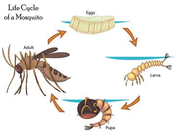 Mosquito Life Cycle